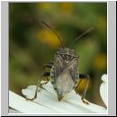 Stictopleurus punctatonervosus - Wanze 02.jpg